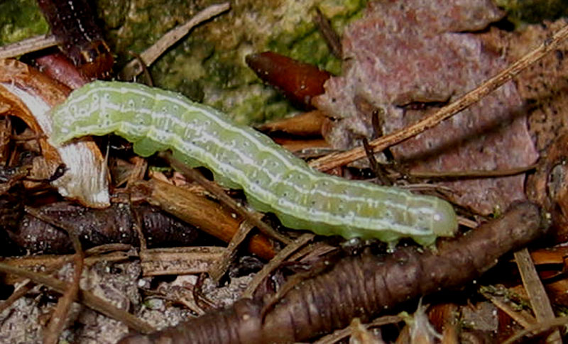 bruchi Noctuidae(Agrochola macilenta-Cosmia trapezina)-TN